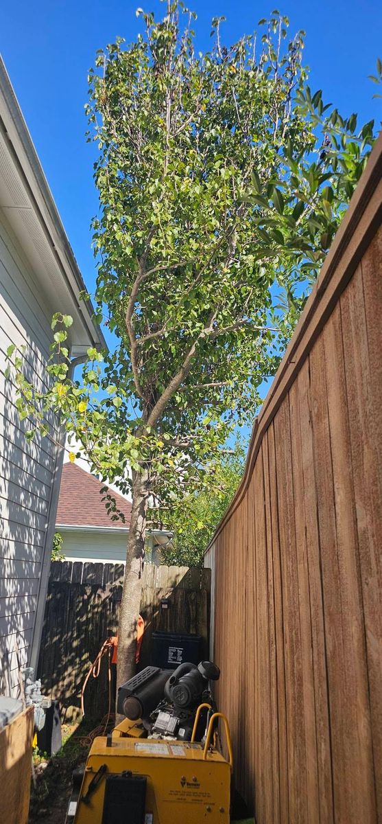 Tree Removal for Servin's Tree Care  in Houston, TX