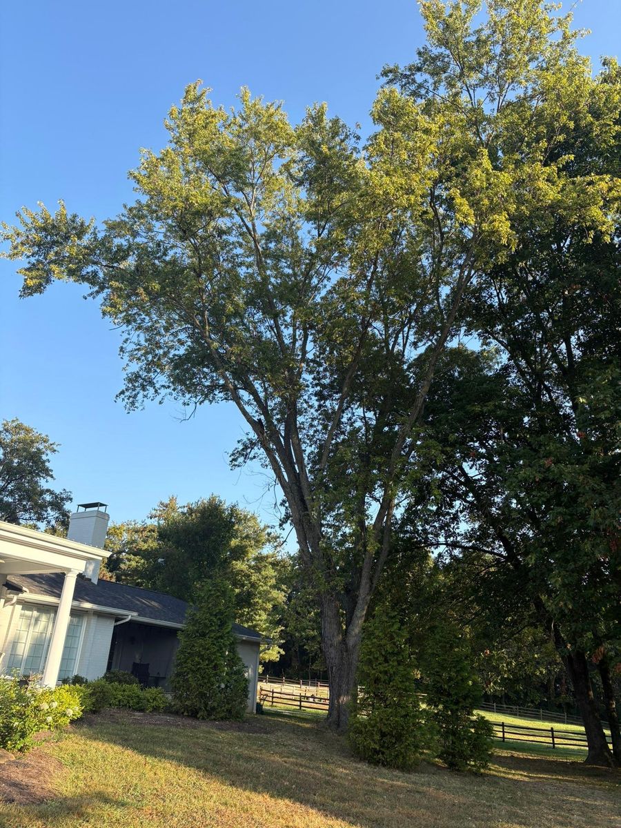 Tree Trimming for Dig-It Tree Company in Mason, OH