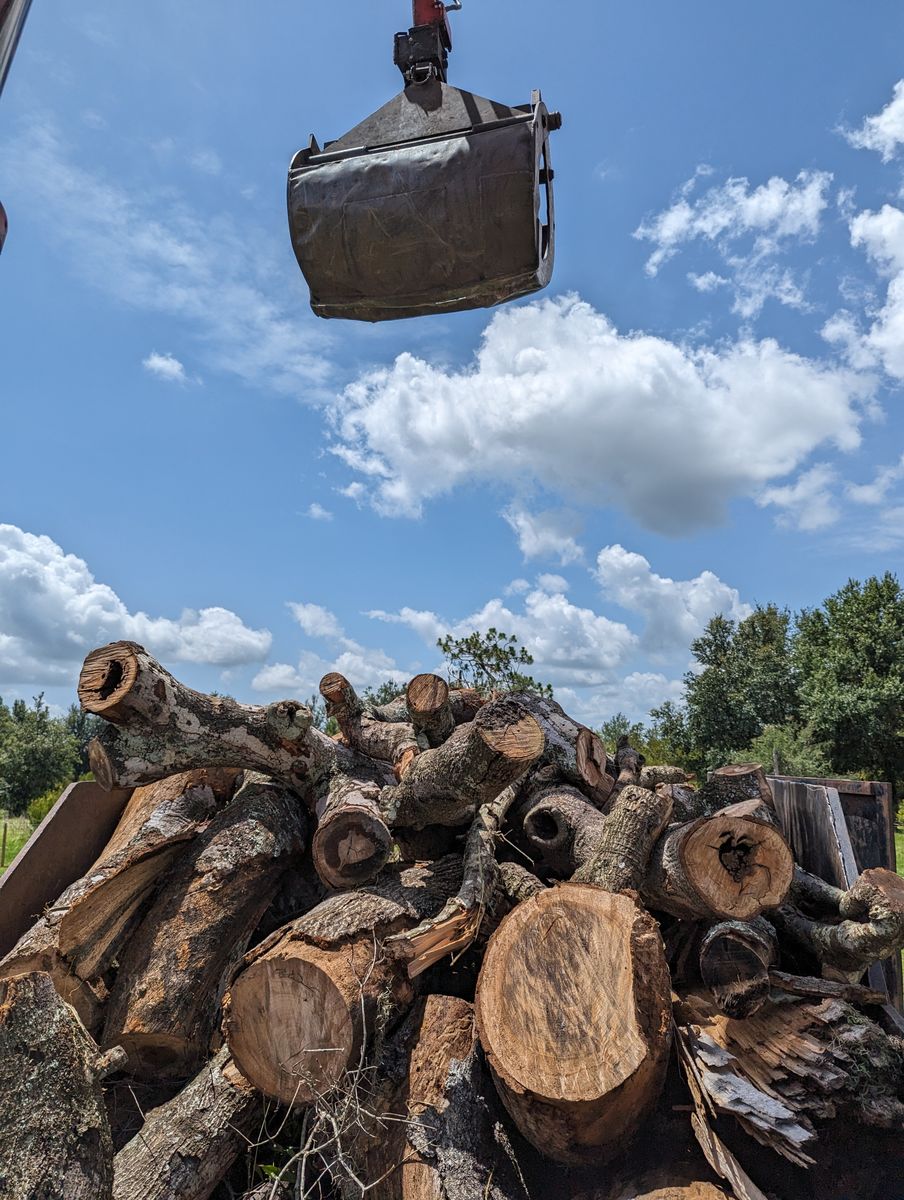 Tree Removal for Regal Tree Service and Stump Grinding in Wauchula, FL