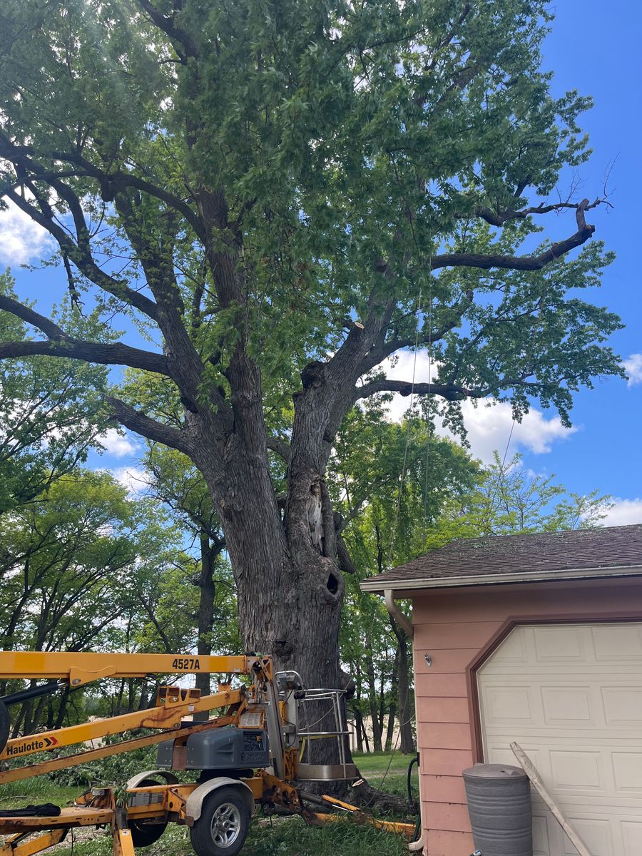 Tree Trimming for K and Z Tree Care in Isanti County, MN
