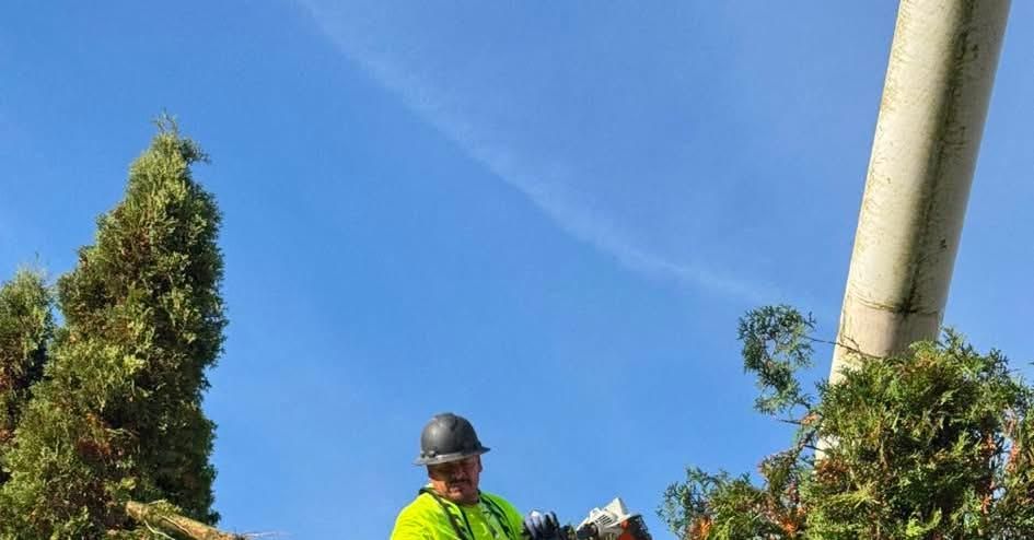 Tree Trimming for Local Tree Removal & Landscaping You Can Trust  in Albany, OR