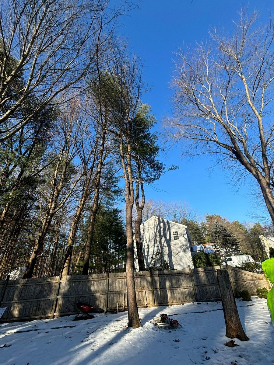 Tree Removal for T's Trees in Albany, NY