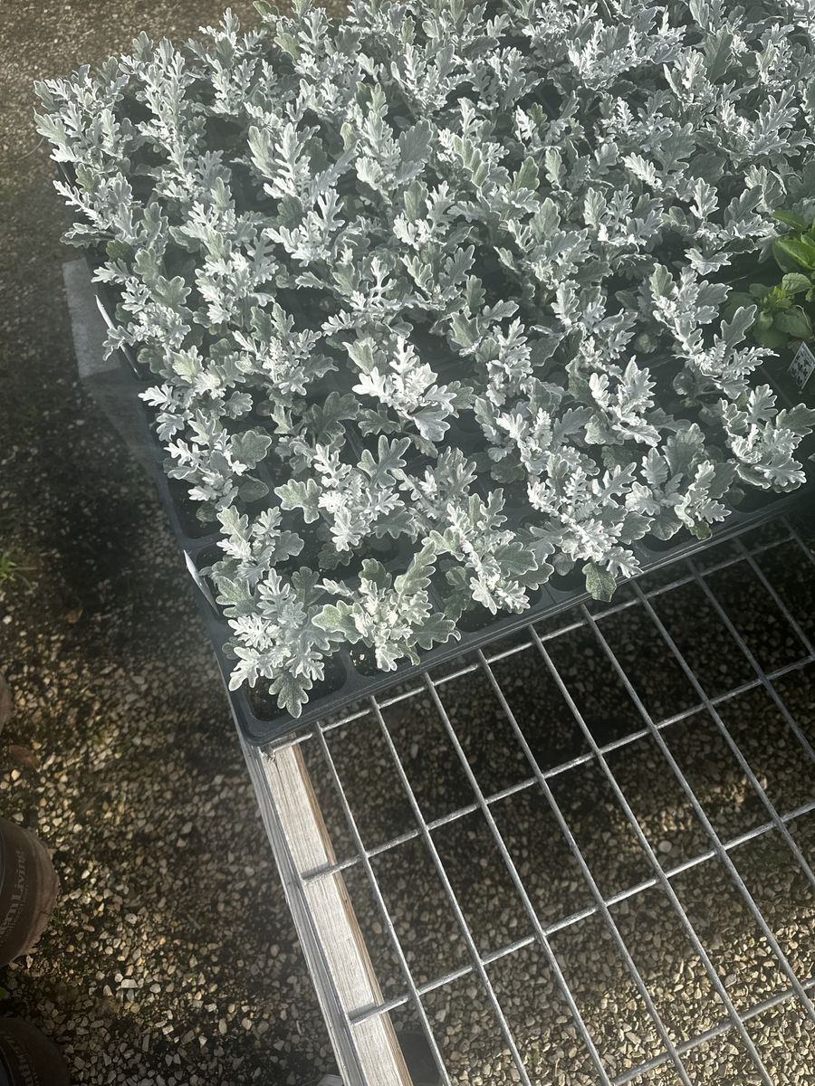 Landscape Installation for Atlas Land Design in Creekside Park, TX