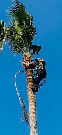 Tree Trimming for Johnnys Pro Cutters in Corpus Christi, TX