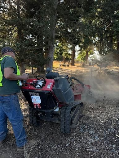 Tree Removals for Willamette Landscaping & Tree Services in Albany, OR