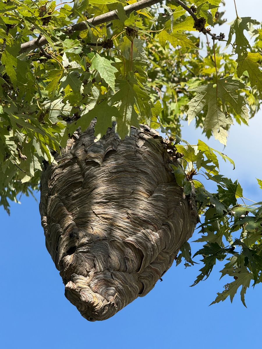 Residential Pest Control for All-In Pest Control & Home Solutions in Greene County, IN