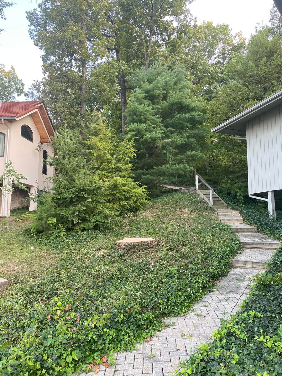 Shrub Trimming for SMITHs Tree Service in Columbus, IN