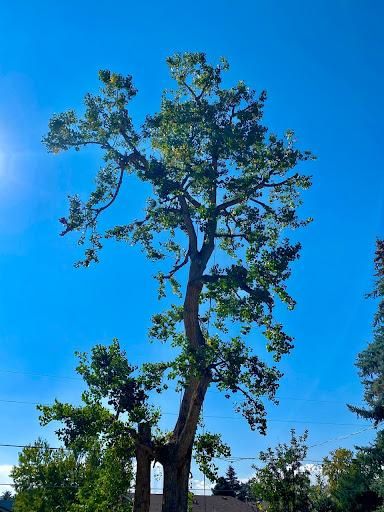 Tree Trimming for Stump Removal and Daughters in Aurora, CO