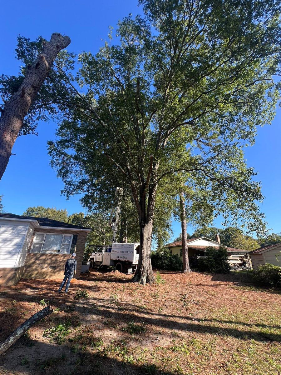 Fall Clean Up for Brooks Tree Service, LLC in Casar, NC