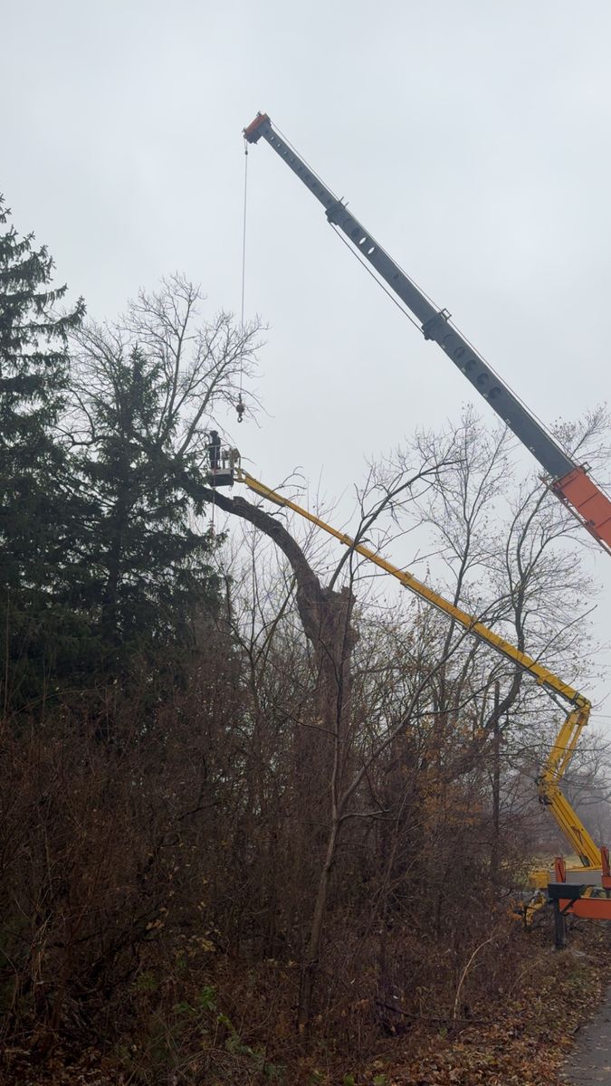Tree Removal for Fransen's Tree Service  in Freeport, IL