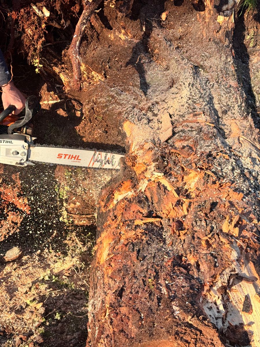 Tree Removal for Leal’s Lawn Service in Dayton, TN