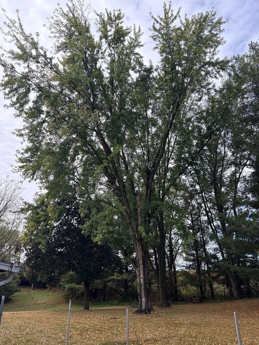 Fall Clean Up for Fransen's Tree Service  in Freeport, IL