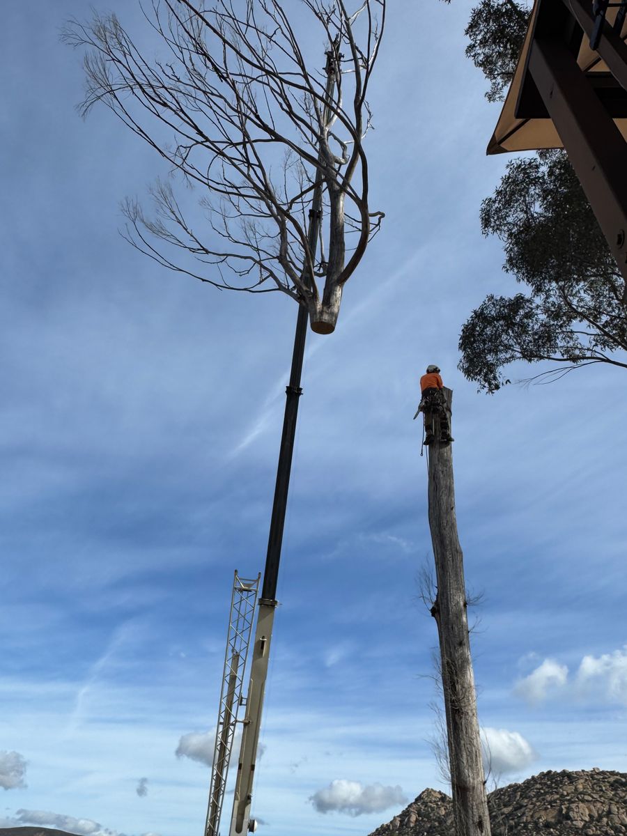 Tree Services for The Tree Fairy in Julian, CA