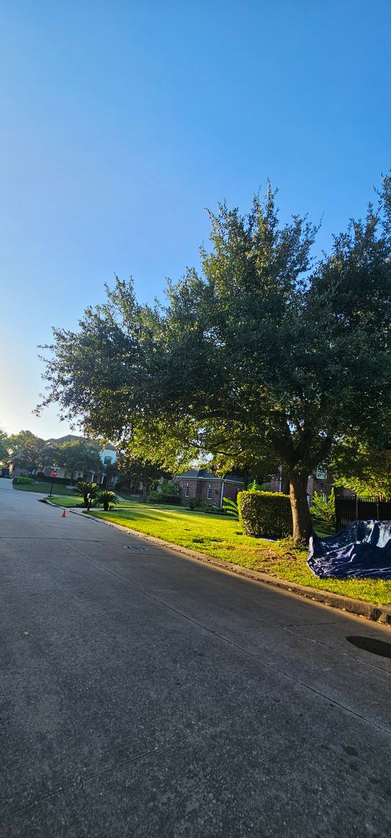 Tree Trimming for Servin's Tree Care  in Houston, TX