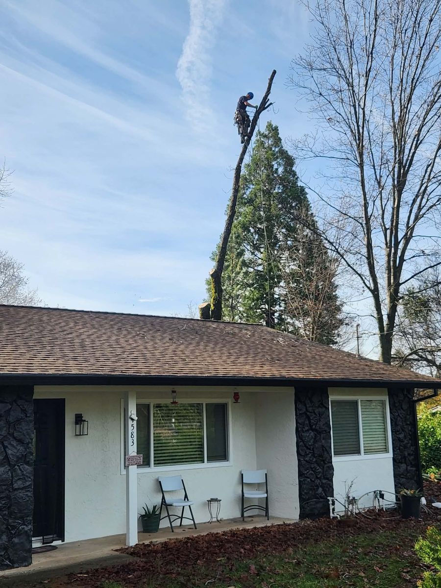 Tree Trimming for George Staddan's Professional Tree Care in Placerville, CA