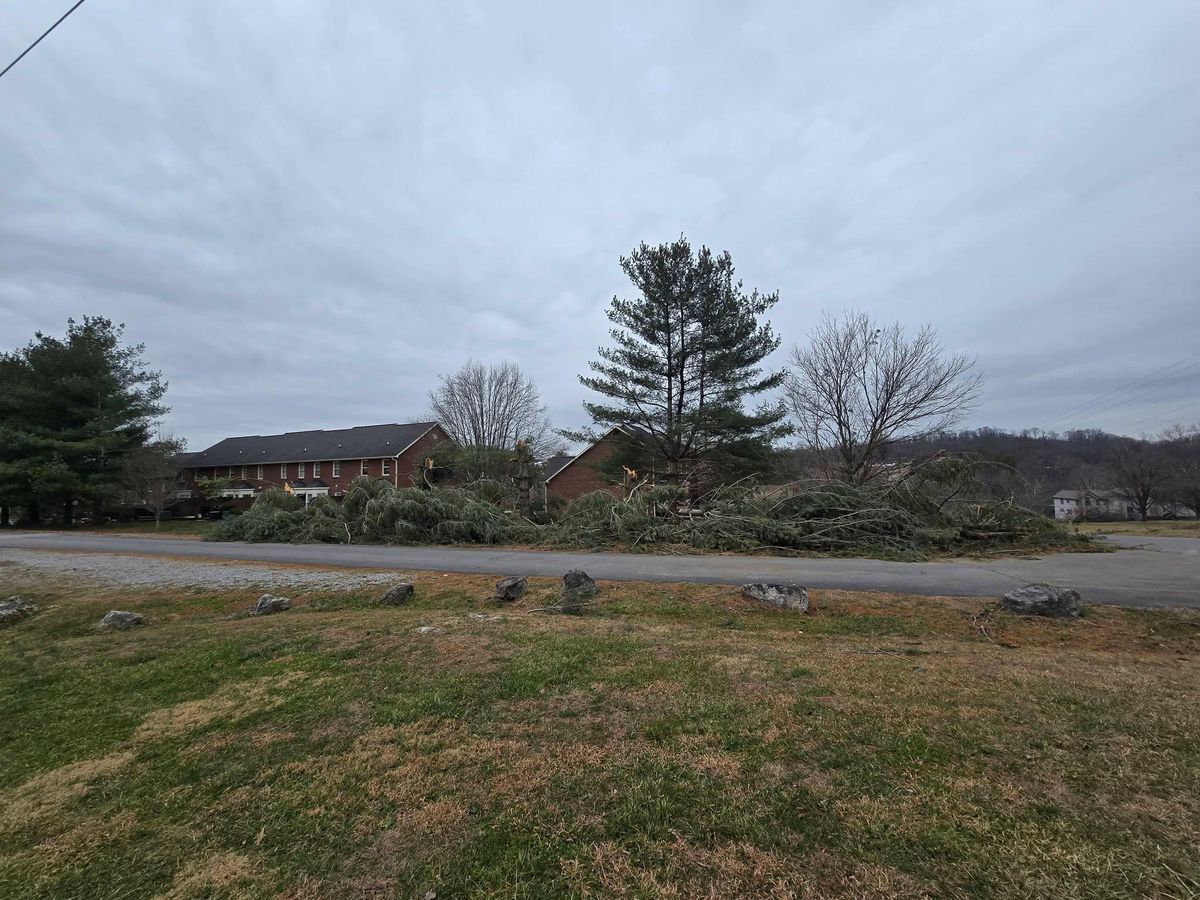 Tree Removal for M&L Lumber and Excavating in Jonesborough, TN