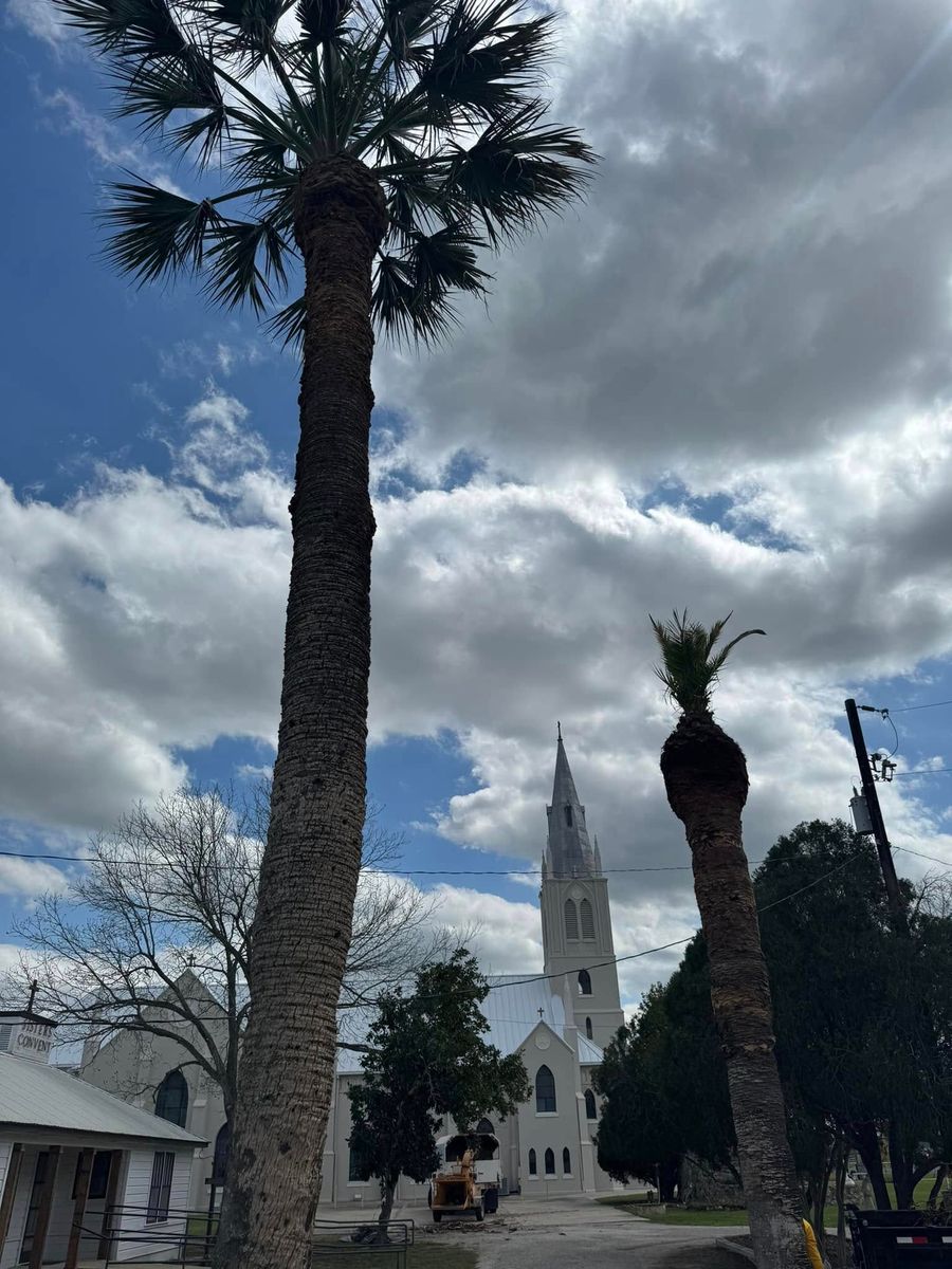 Tree Pruning for Braun Tree Service in Cameron, TX