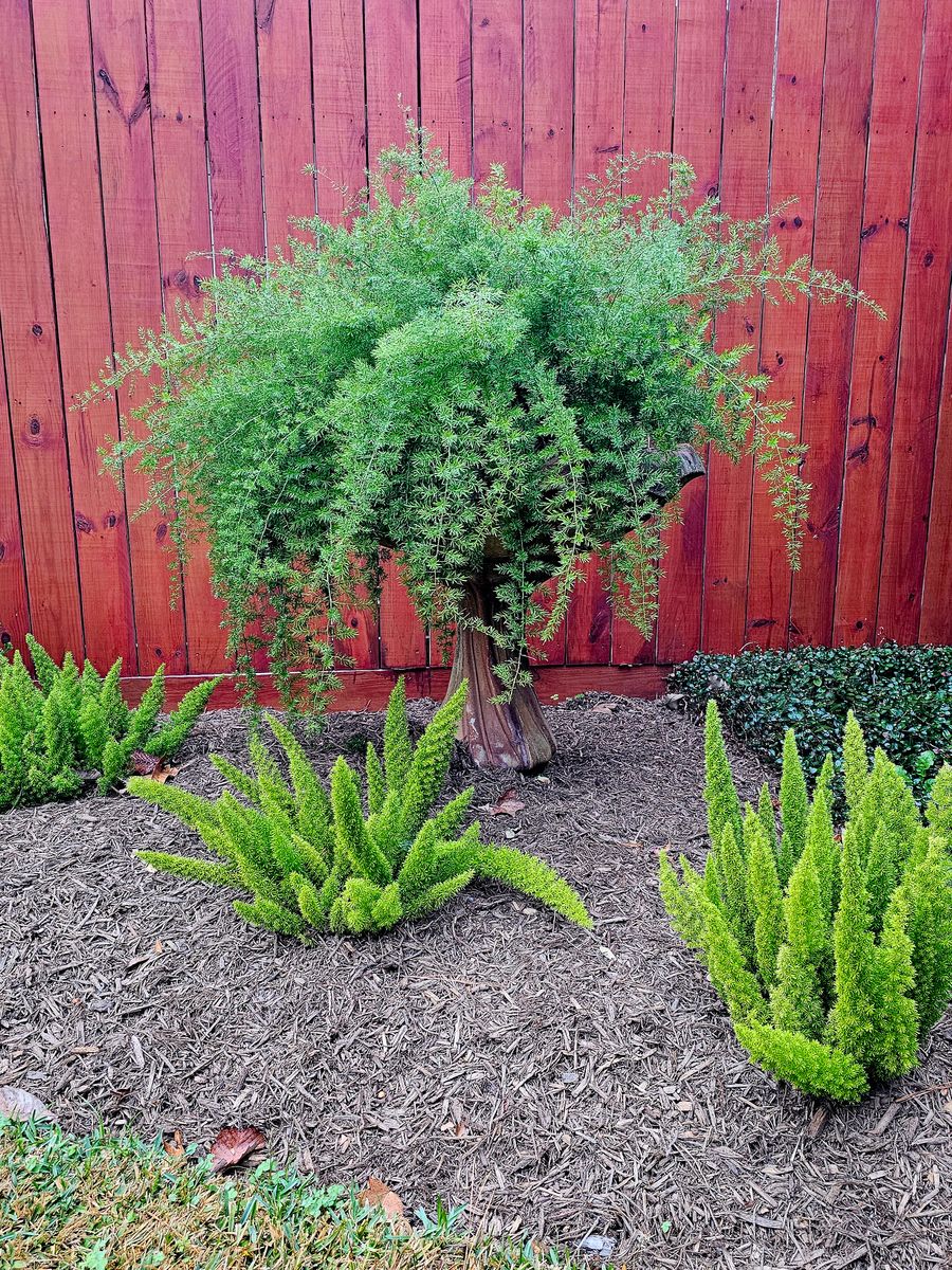 Mulch Installation for Bruno's Professional Lawn's & Landscape in Beaumont, TX