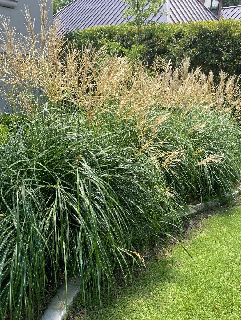 Landscape Installation for Atlas Land Design in Creekside Park, TX