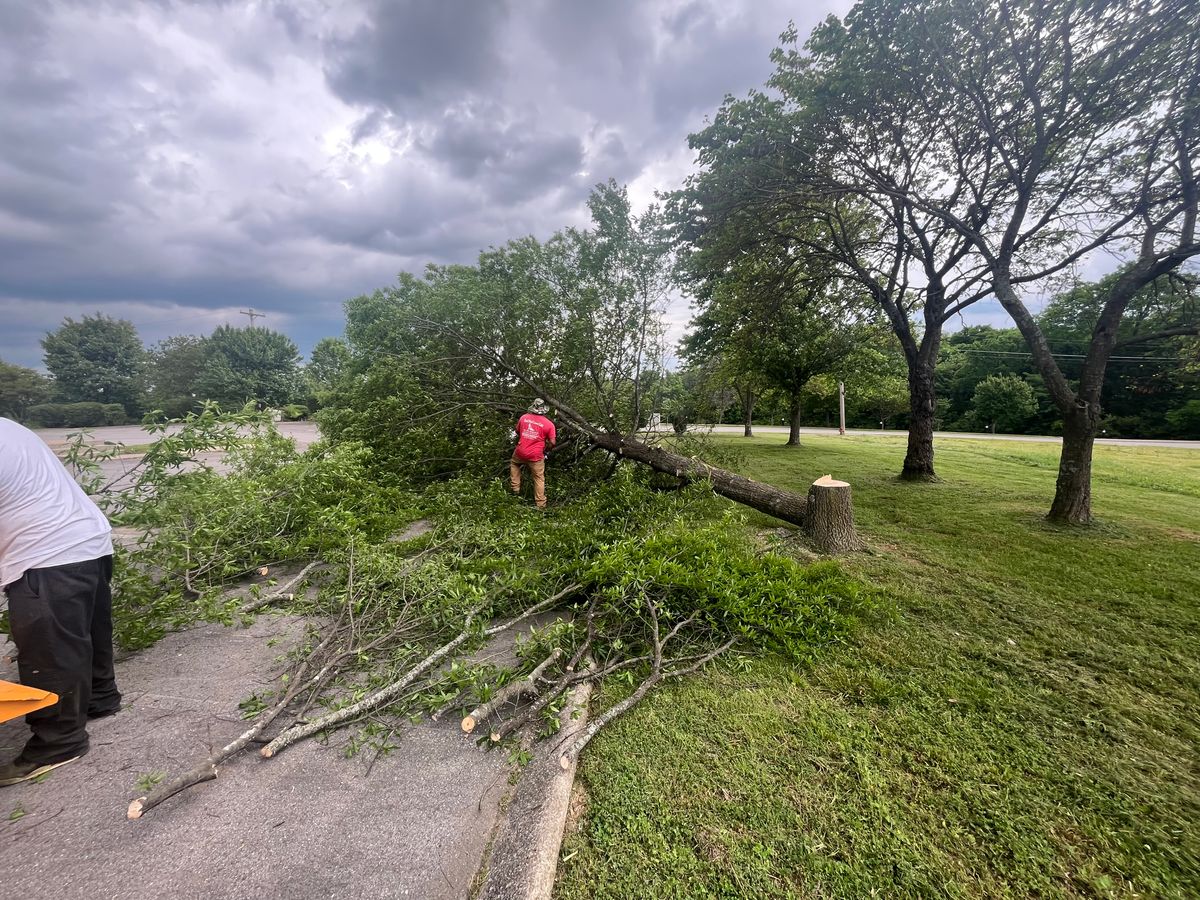 Tree Maintenance for Real Deal Lawn Care in Goodlettsville, TN