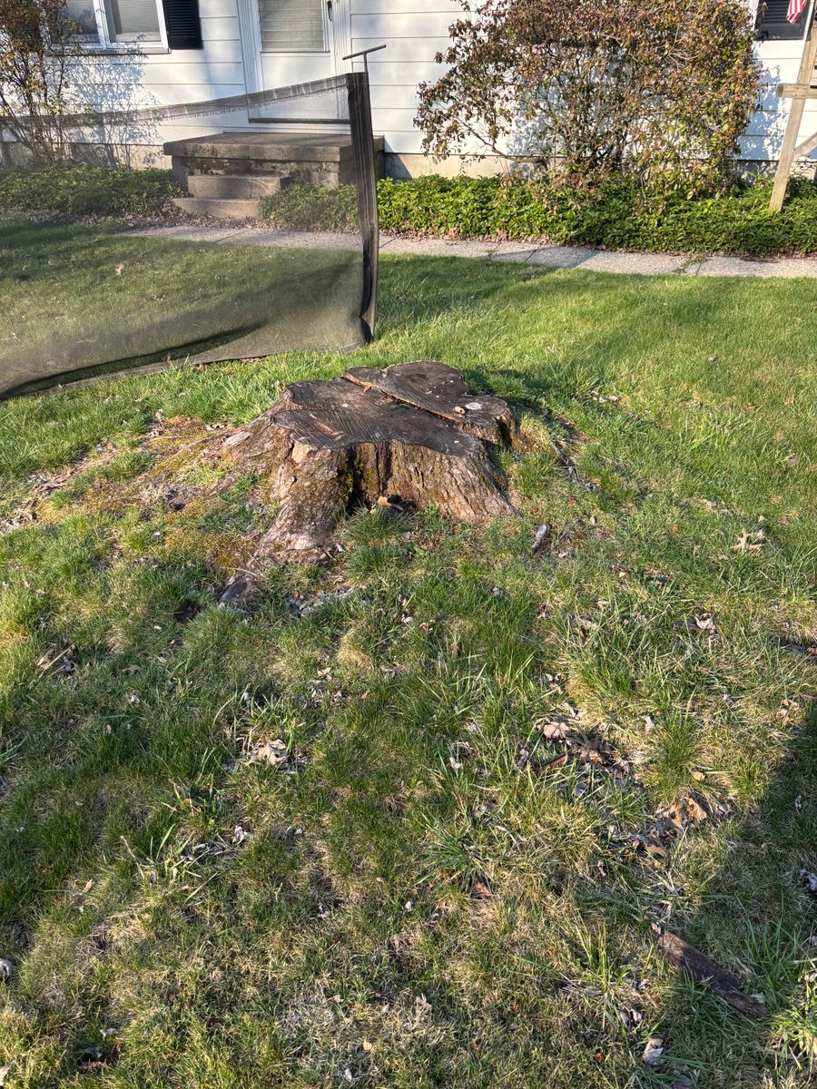 Shrub Stumps for Dean's Stump Removal in Youngstown, OH