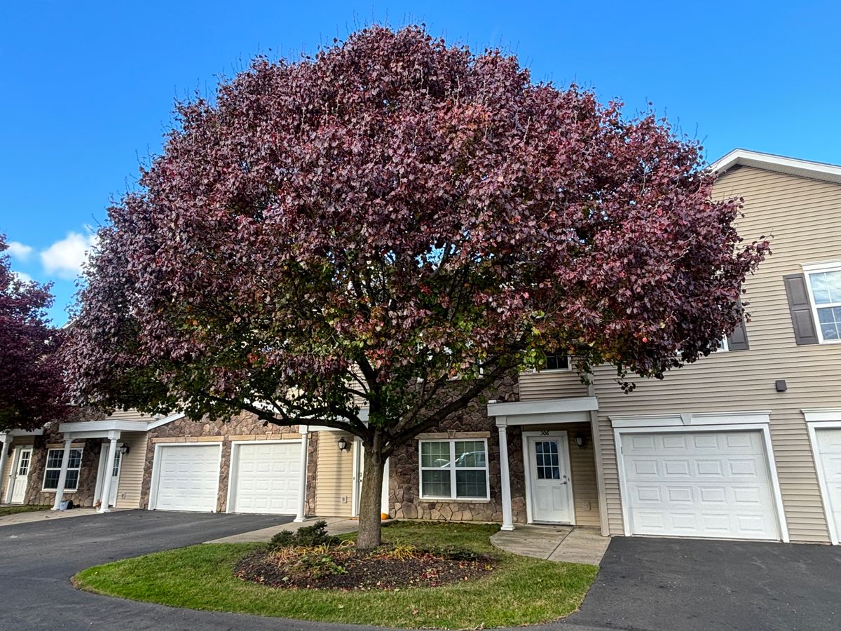 Tree Removal for T's Trees in Albany, NY