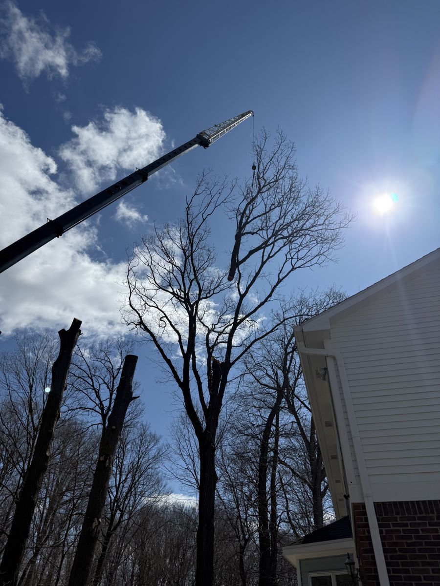 Tree Removal for Advanced Tree Solutions in Rockville, IN