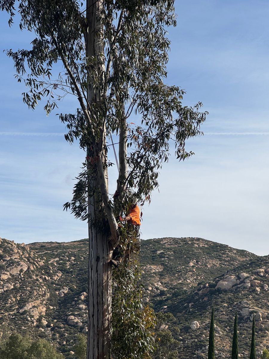 Tree Services for The Tree Fairy in Julian, CA