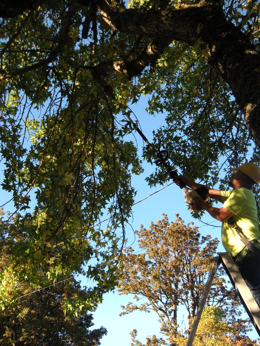 Tree Removals for Willamette Landscaping and Tree Services in Albany, OR