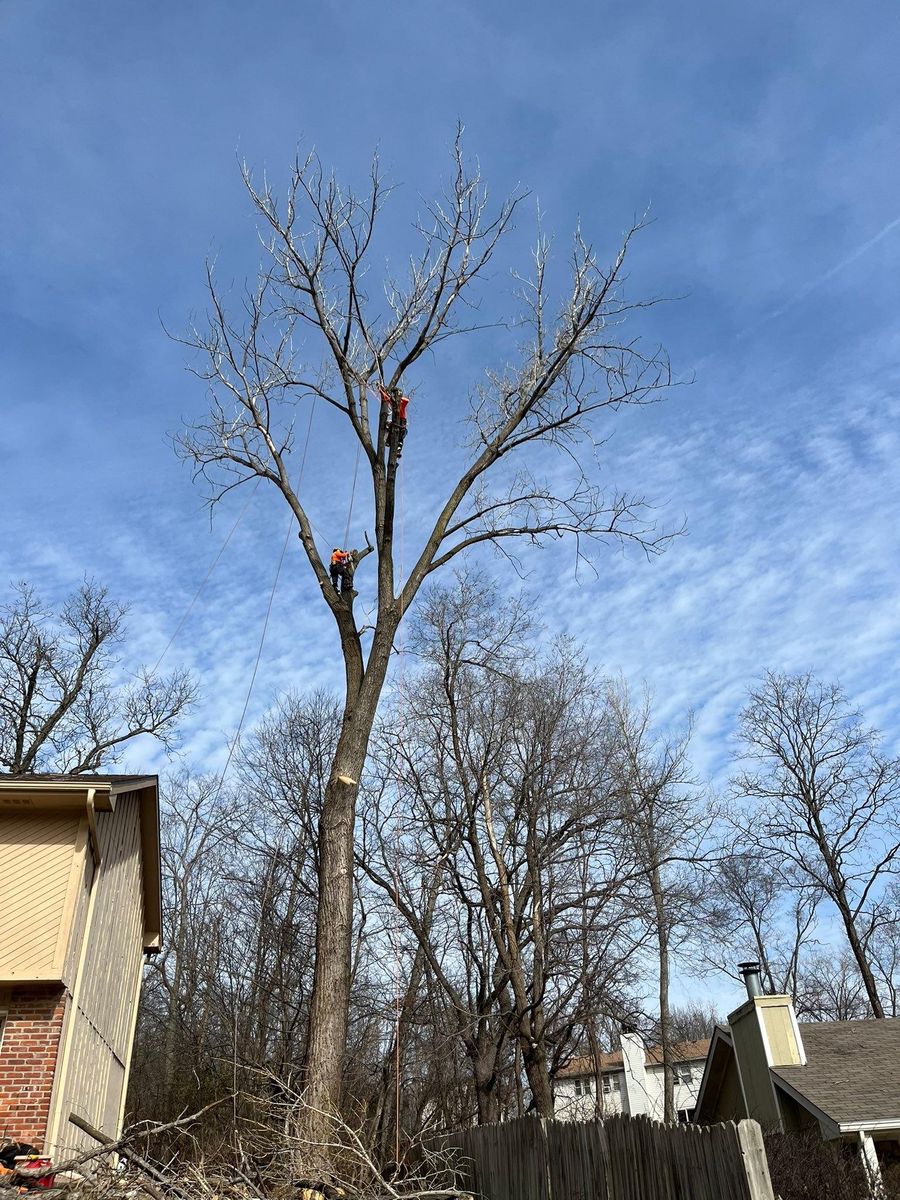 Tree Removal for Cross Family Tree Service in Kearney, MO