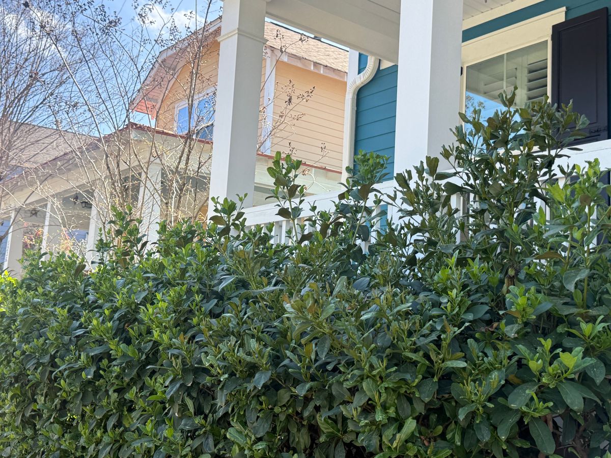 Tree & Shrub Care for Wide Open Greenscapes in Goose Creek, SC