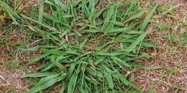 Naturally Organic Fertilization and Weed Control for Gulf-Tex Lawn Care in Baytown, TX