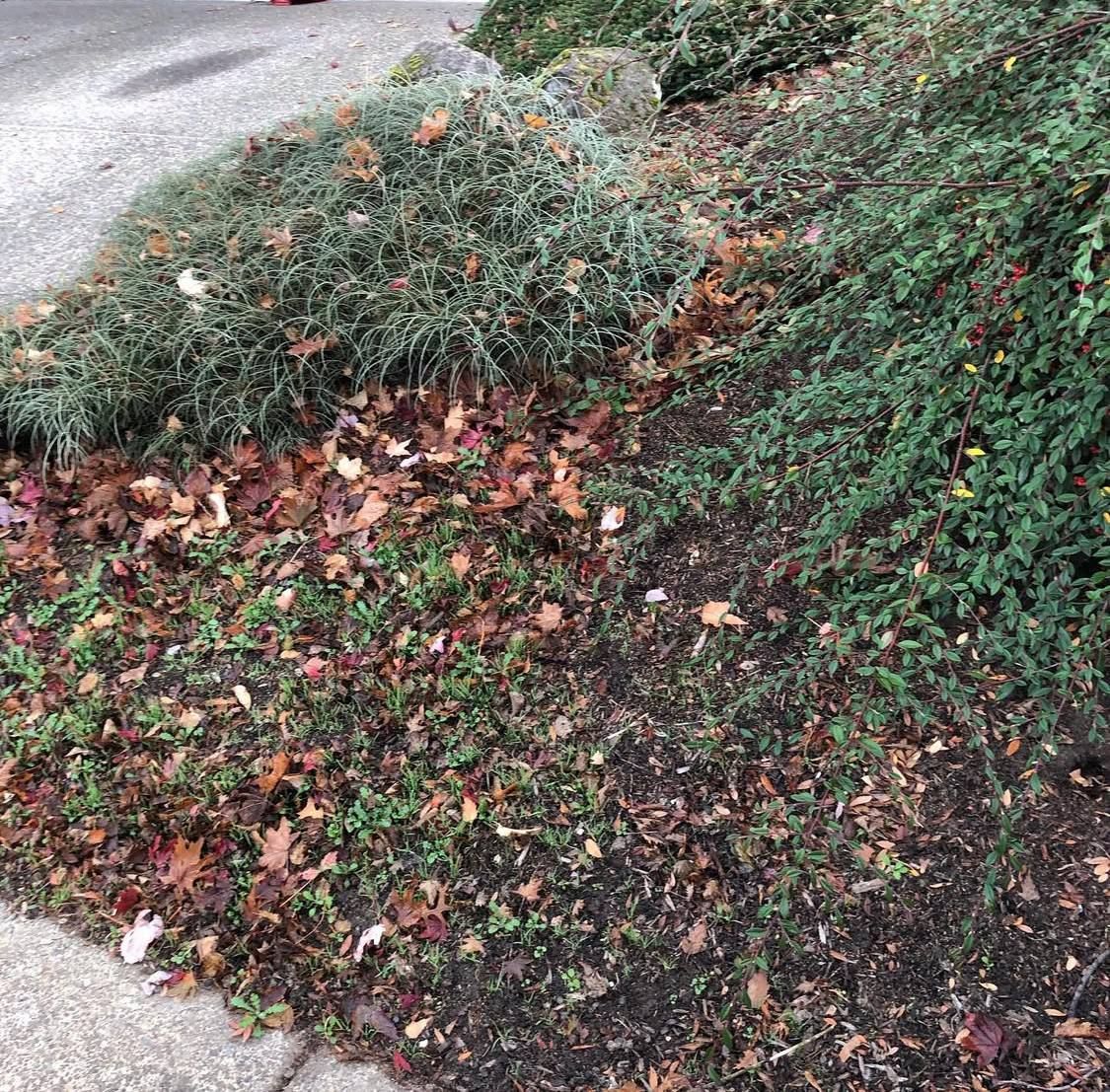 Fall and Spring Clean Up for Rs lawn Care llc in Beavertown, OR