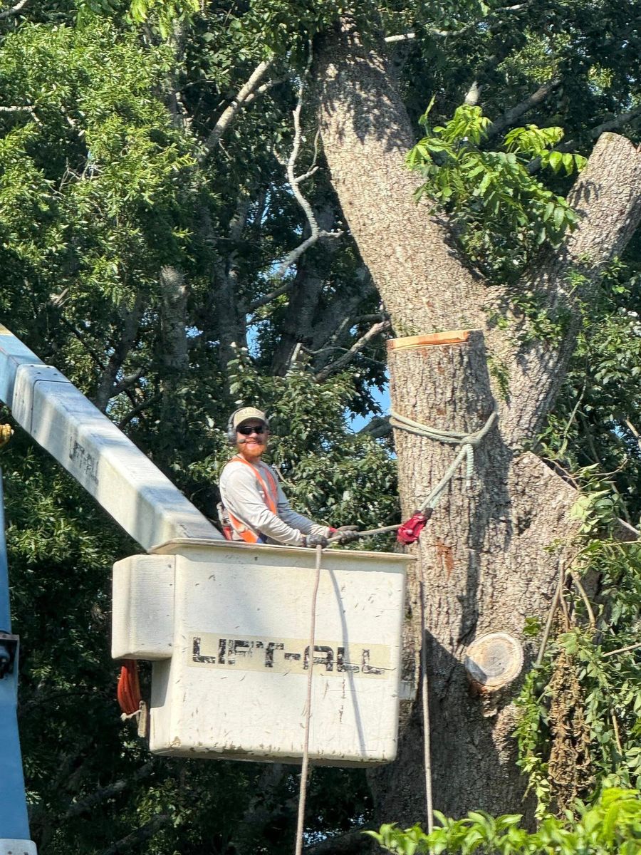 Tree Trimming for T N L - Tree and Land Service in Reynolds, GA
