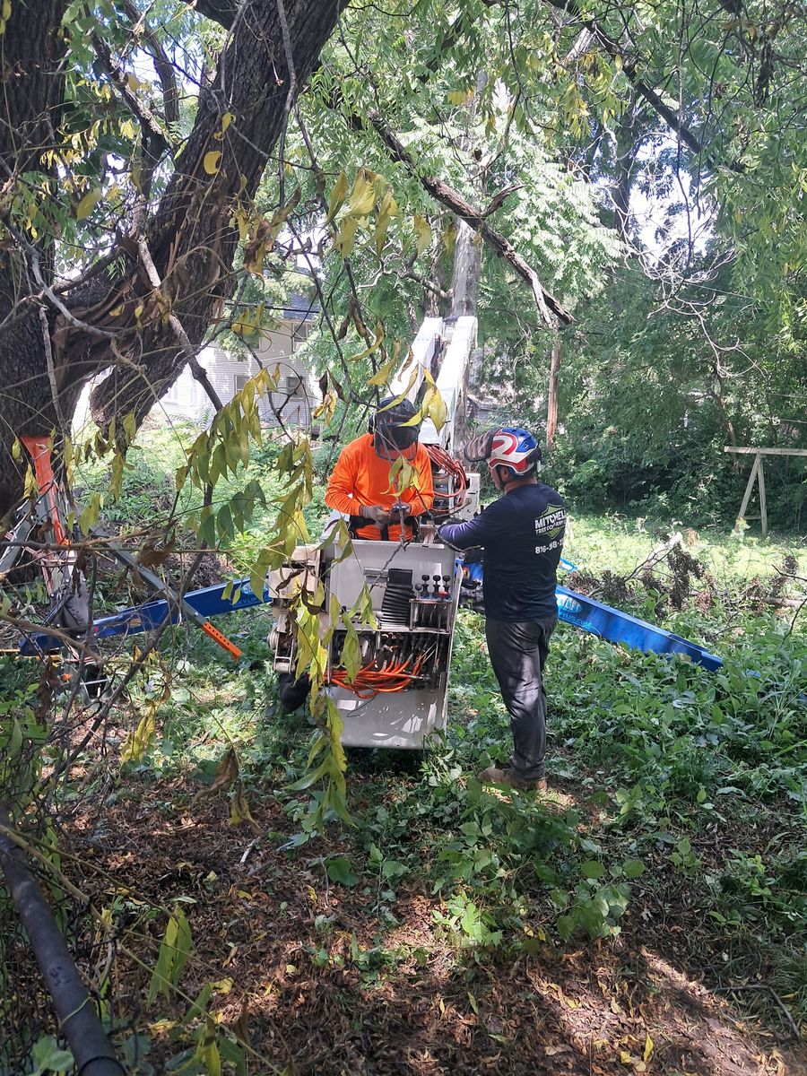 Tree Trimming for Mitchell Tree Company in Lathrop, MO