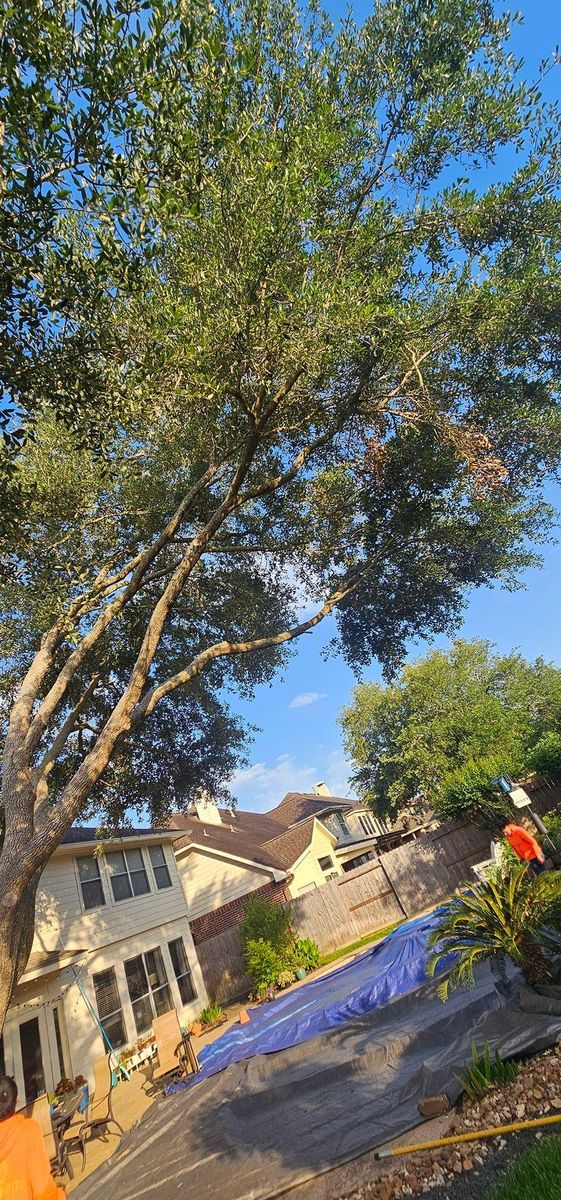 Tree Removal for Servin's Tree Care  in Houston, TX