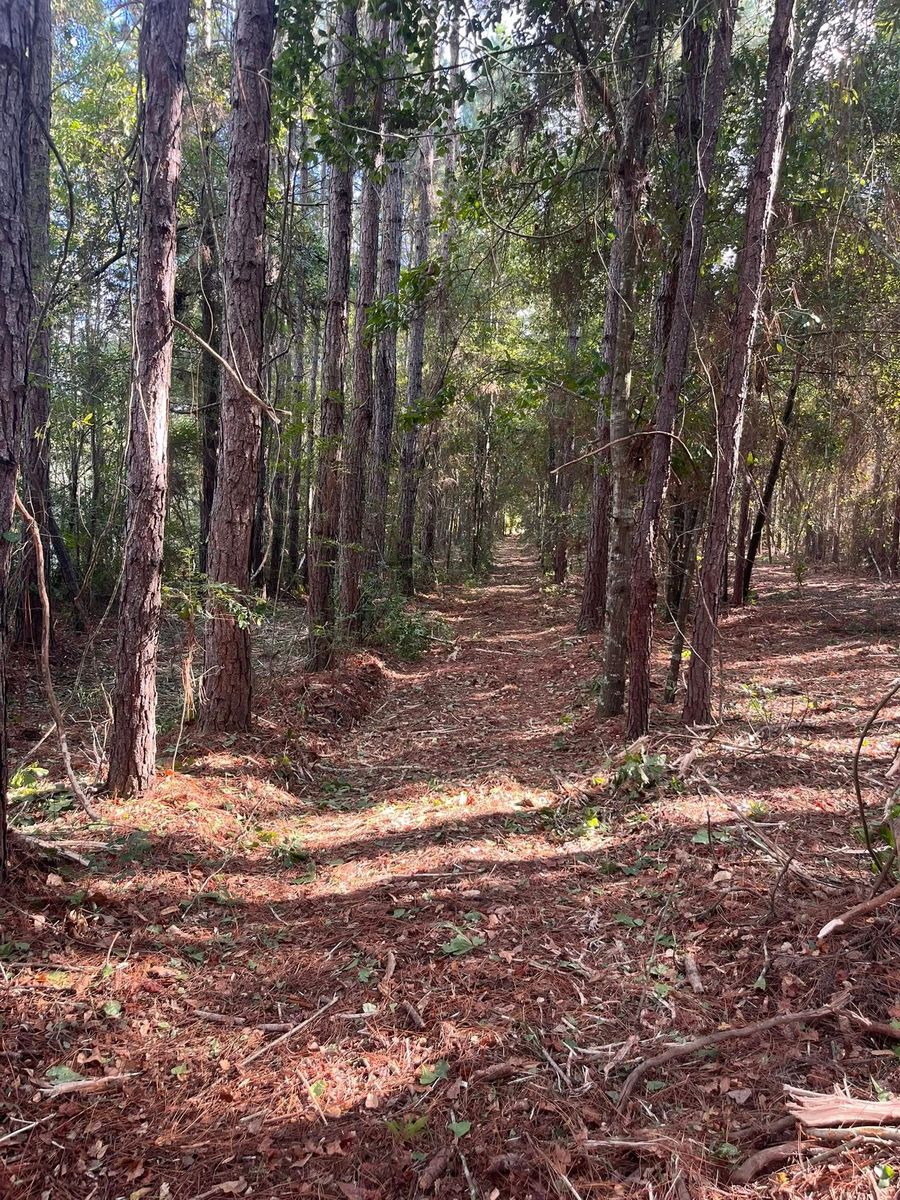 Stump Grinding and Removal for Pinewood Land Management LLC in Nashville, GA