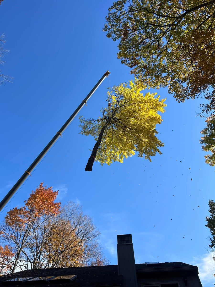 Crane Aided Removal for Abair Tree Service in Weare, NH