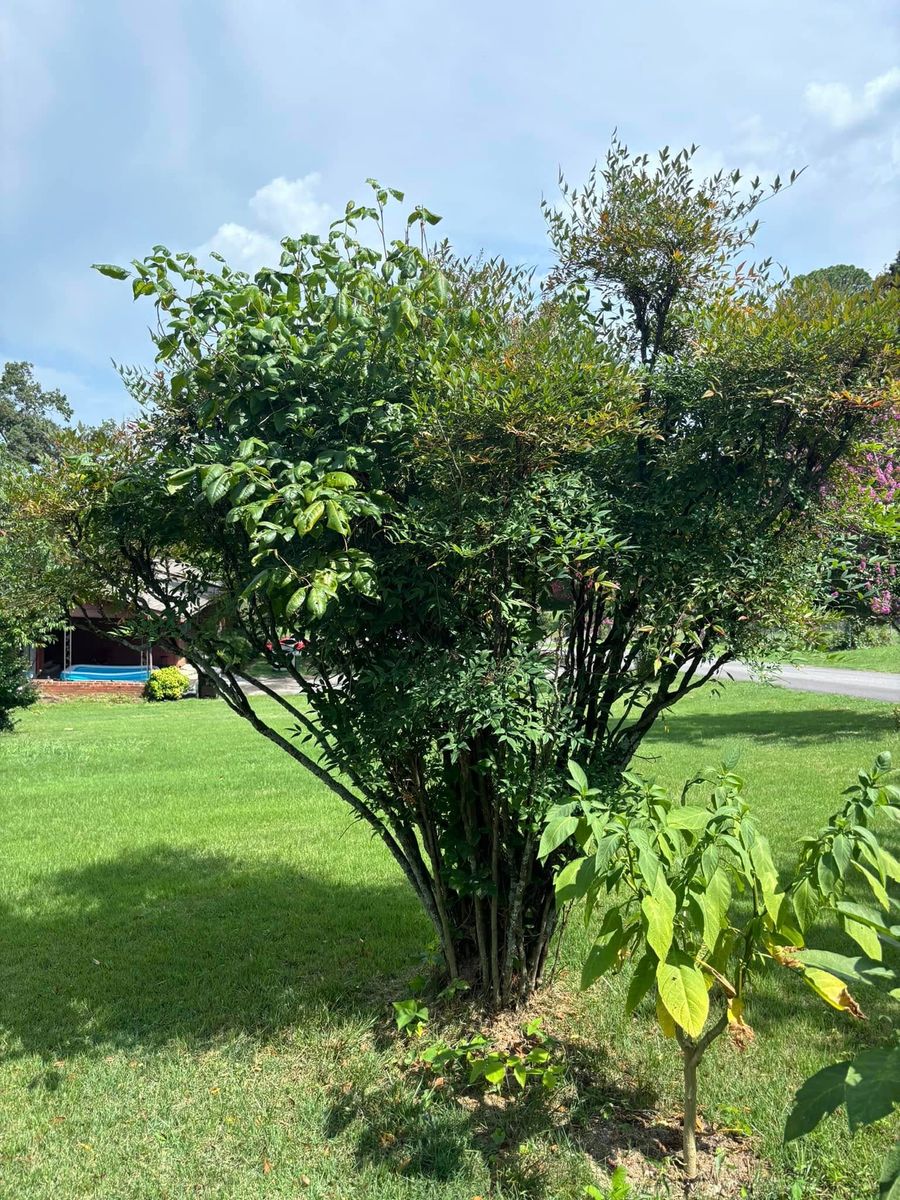 Tree Trimming for SEALY TREE and LAWN in Cleveland, TN