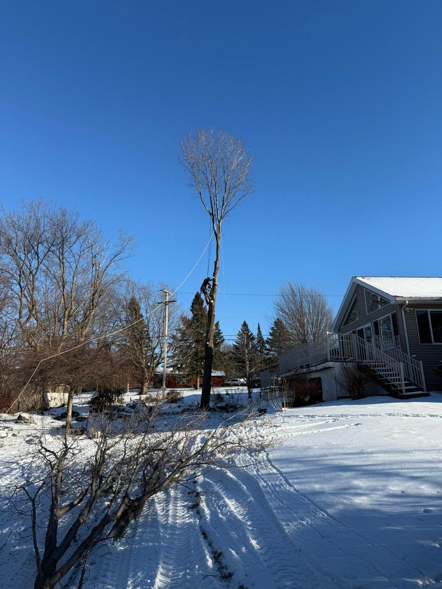 Tree Removal and Hedge Trimming for Bishop’s Property Maintenance in Franklin, VT