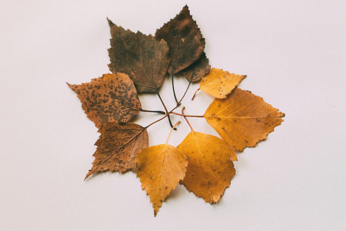 Fall Clean Up for Extra Mile Landscape & Irrigation in Orem, UT