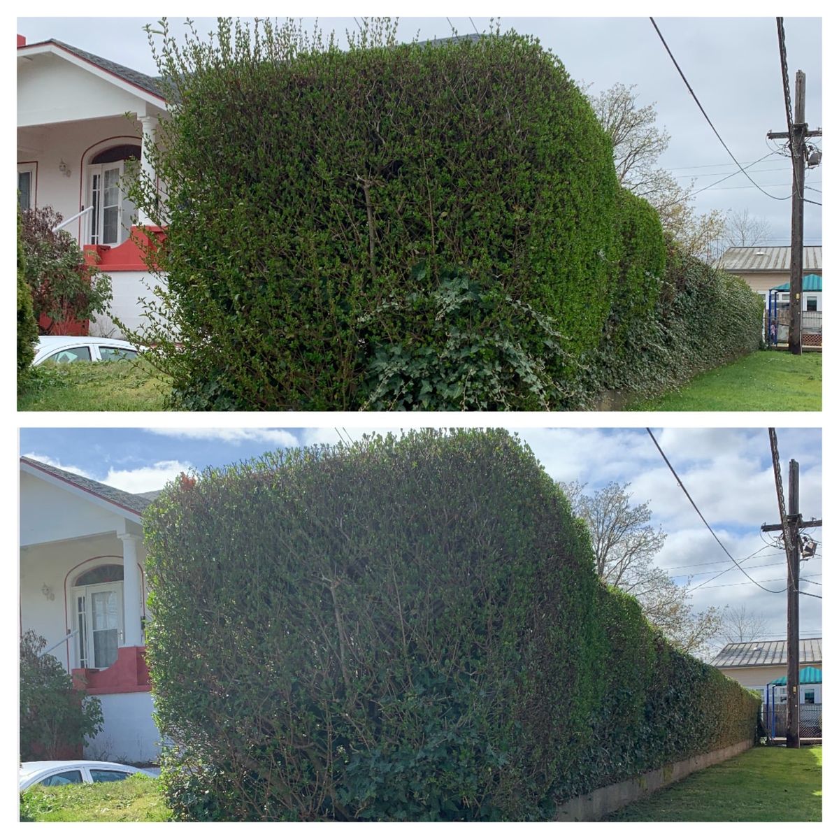 Shrub Trimming for Hall of Fame Landscaping in Bremerton, WA