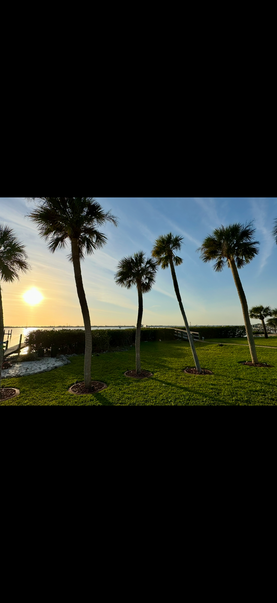 Mangrove Trimming for MX Trees LLC in Englewood, FL