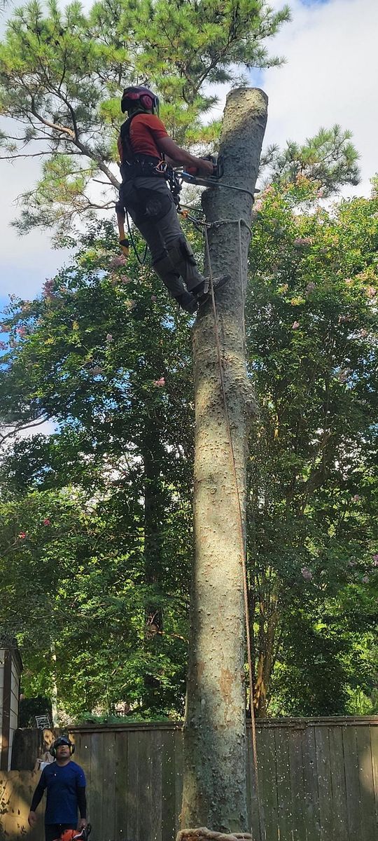 Tree Trimming for Servin's Tree Care  in Houston, TX