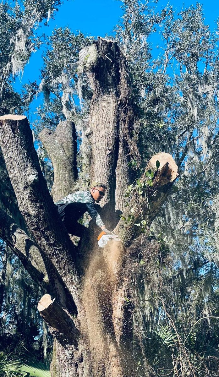 Tree Removal for Happy Saplings LLC in Navarre, FL