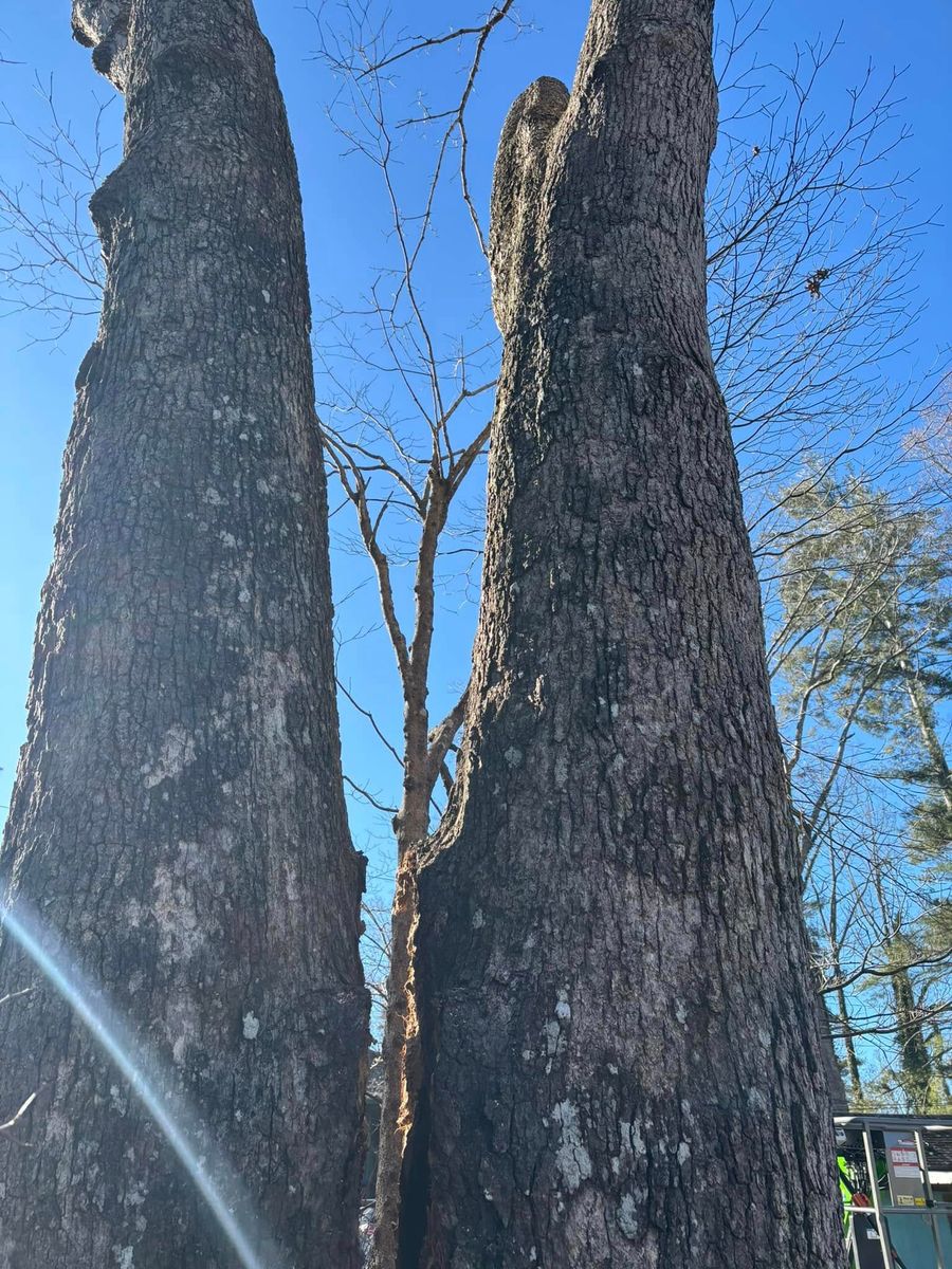 Tree Removal for Andy's Tree Service in Zirconia, NC