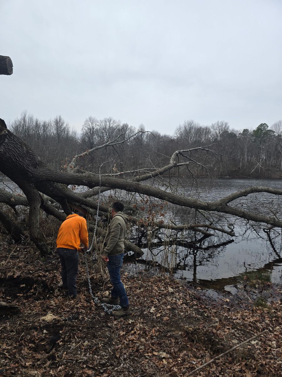 Tree Trimming for Optimum Tree Service And Landscaping in Bowling Green, KY