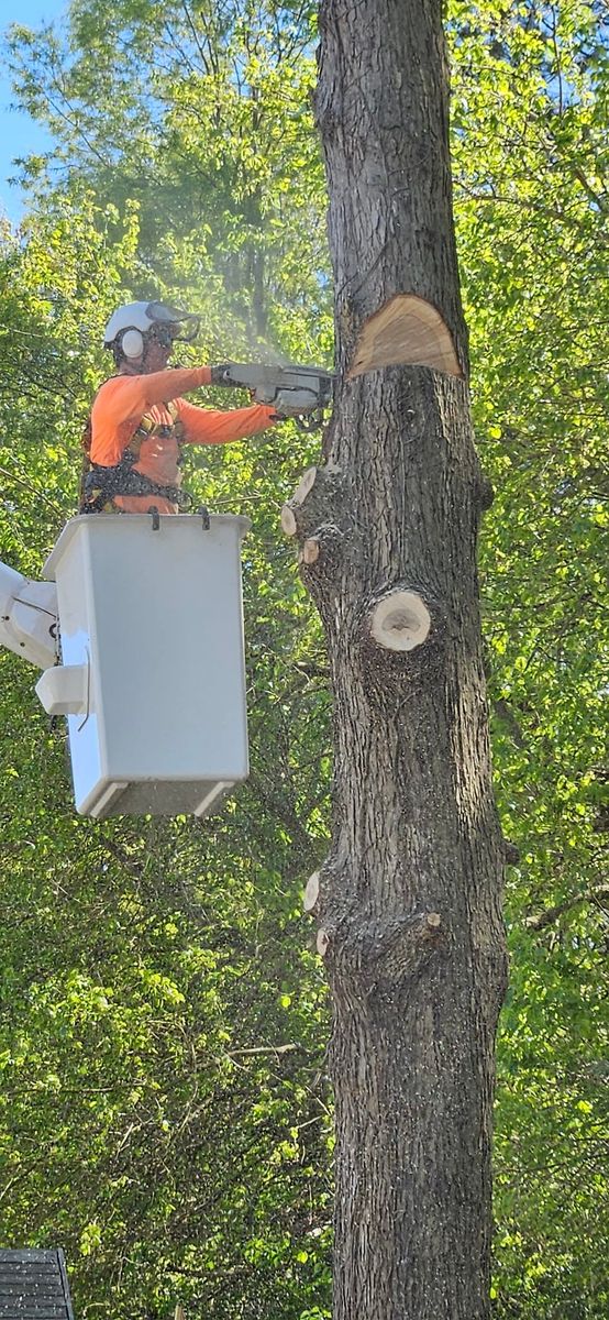 tree service for Beach Tree Care in Virginia Beach, VA