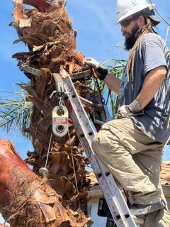 Tree Pruning for Patriot Tree Service in Mesa, AZ