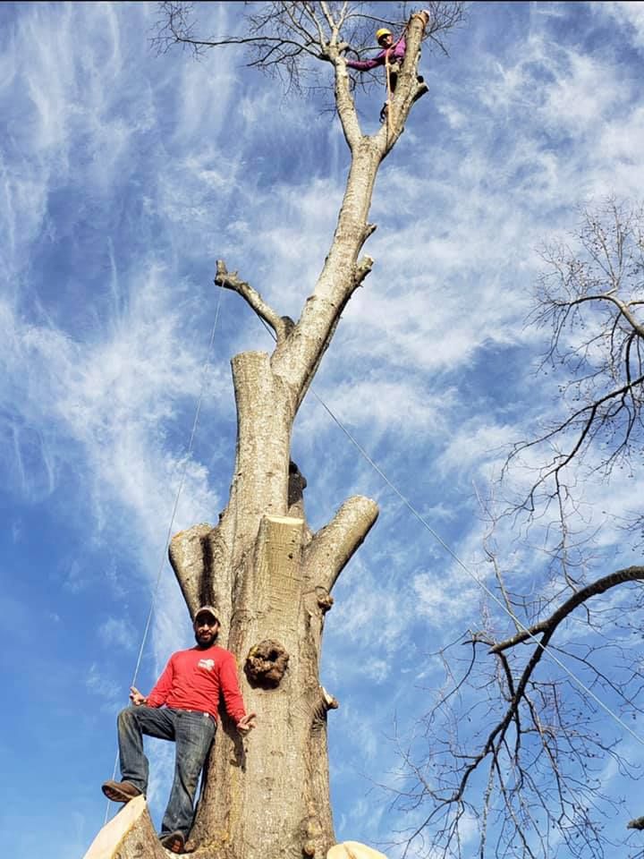 Tree Removal for Falcon stump grinding Tree services in Loganville, GA